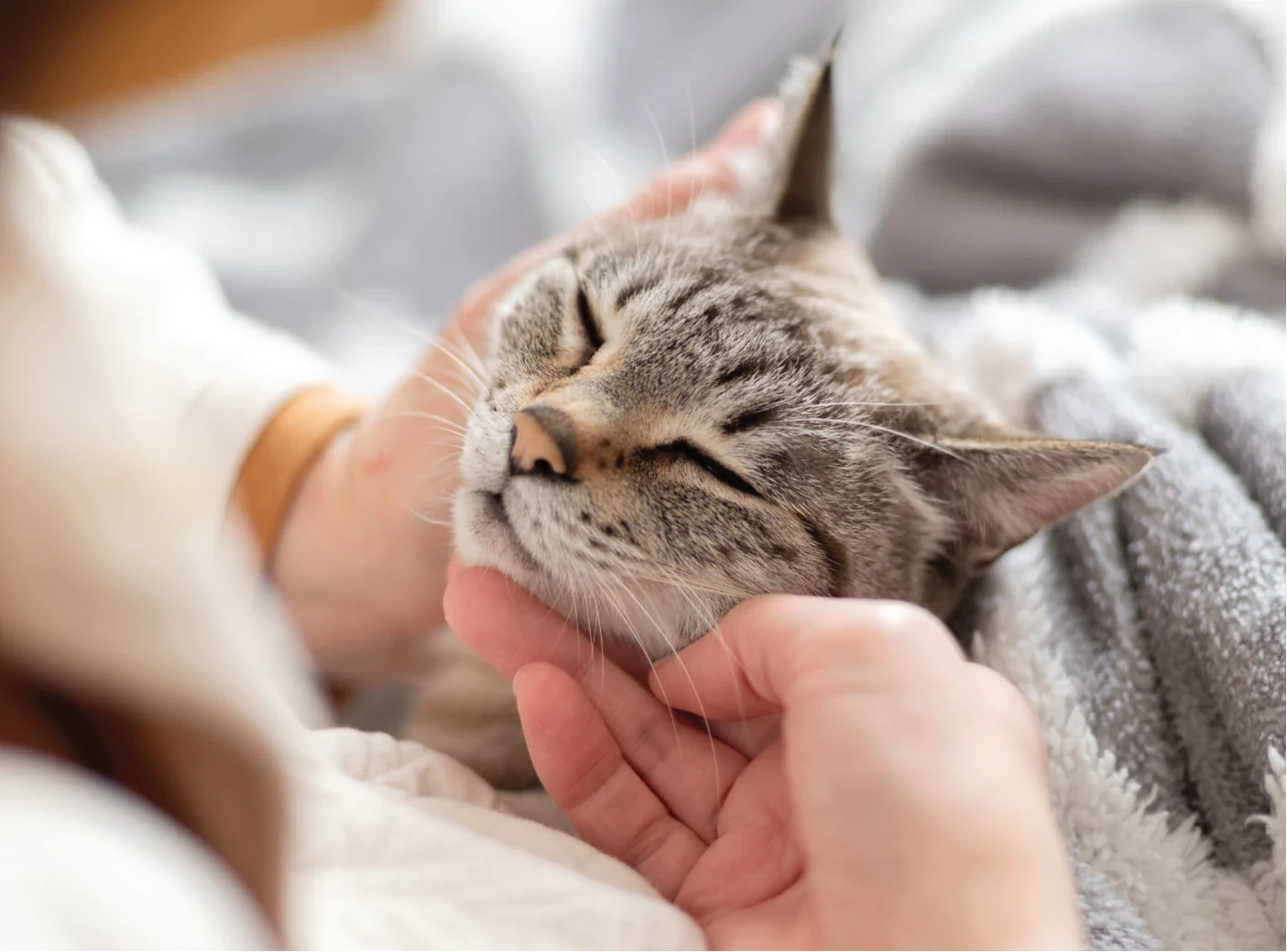 Gato a receber uma carícia sob uma manta