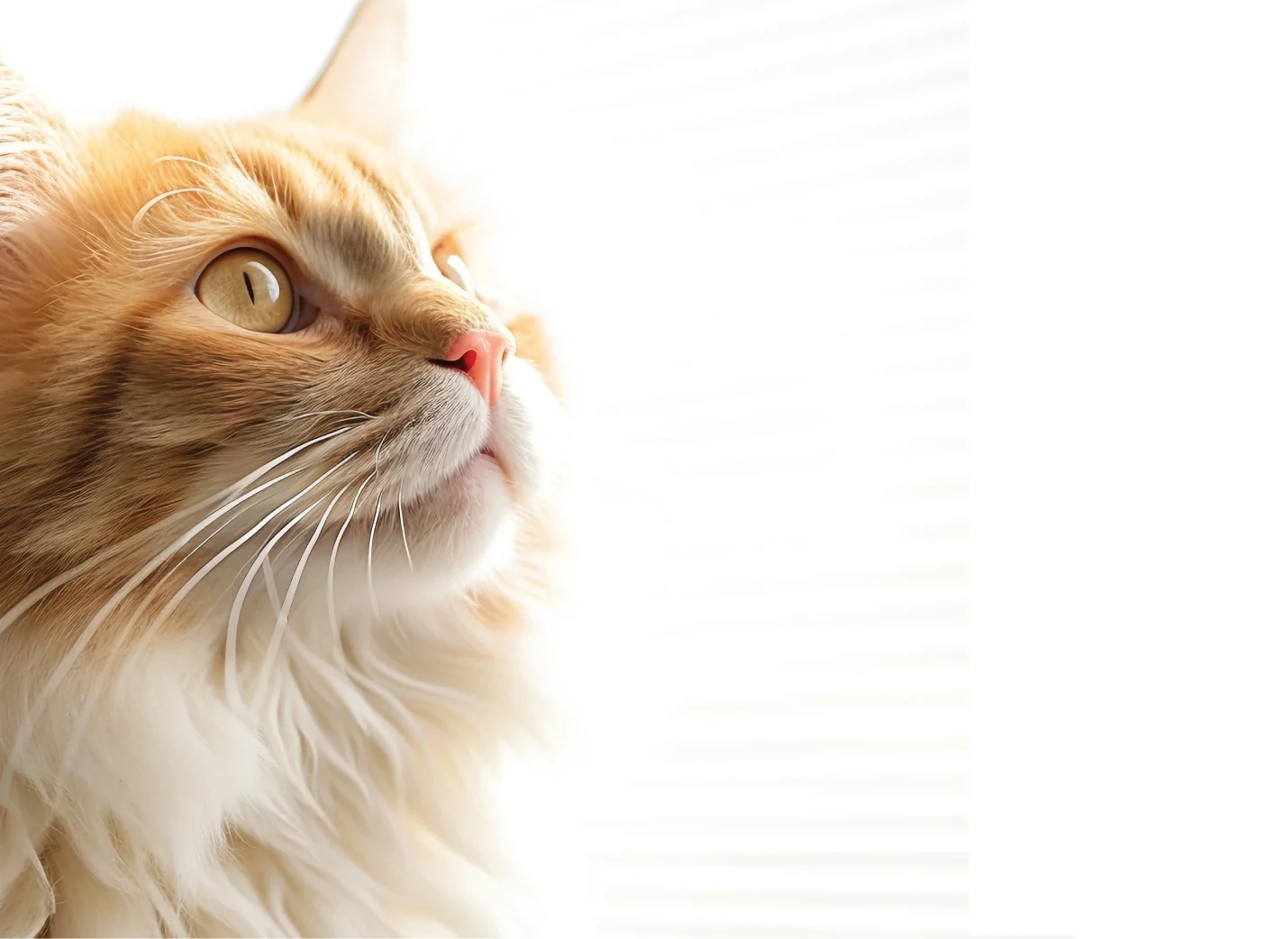 Gato junto a una ventana con luz natural