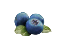 Fresh blueberries