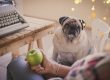 Cómo evitar o tratar el sobrepeso en los perros