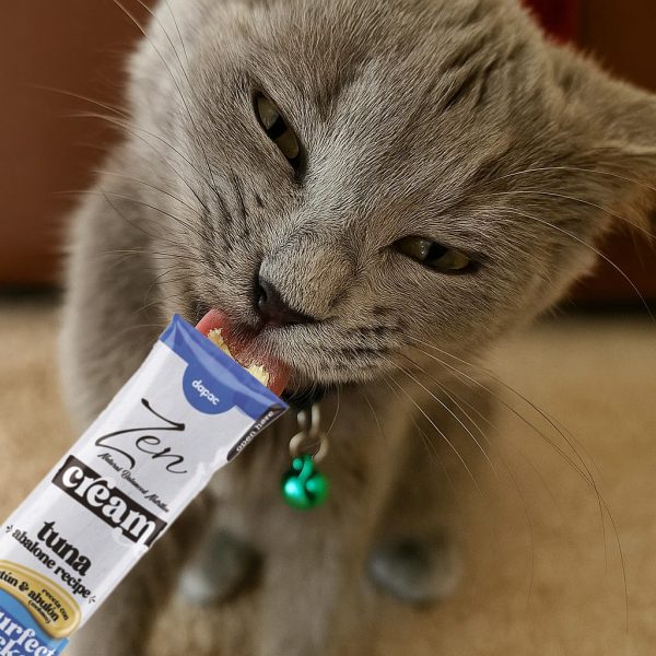 “Gato gris con collar verde lamiendo un stick Dapac Zen Cream sabor atún y abulón; primer plano, fondo desenfocado.”